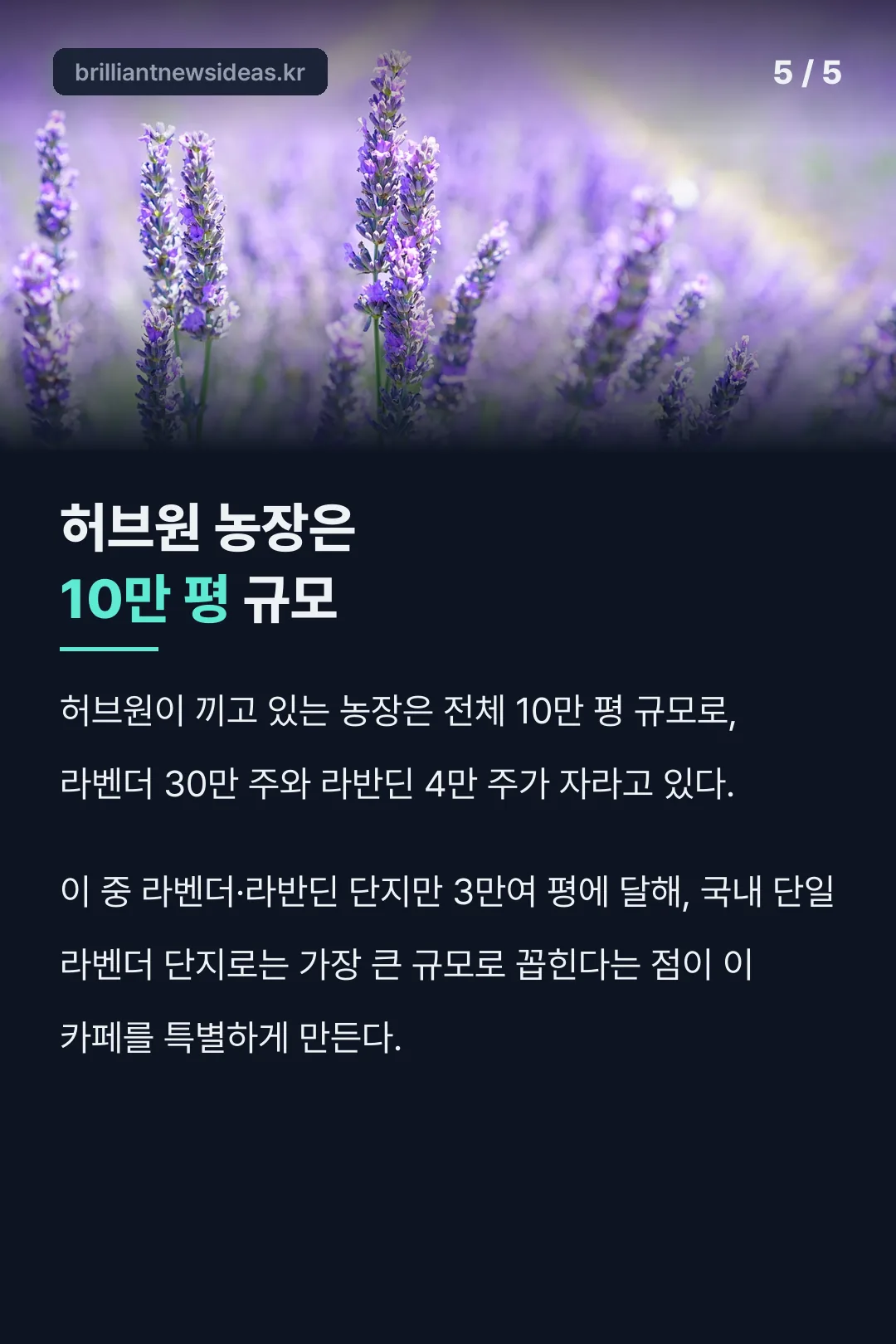 국내 최대 규모 라벤더 단지