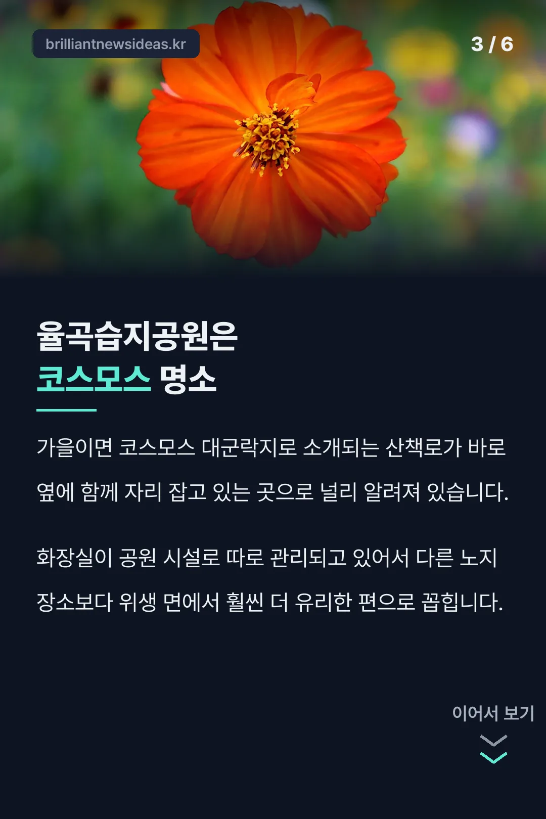 율곡습지공원 코스모스