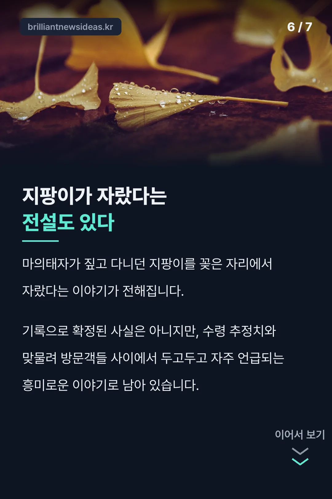 은행나무 전설 이야기